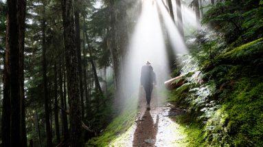 A person navigating through a forest with sunlight beaming through the trees, preparing for survival.